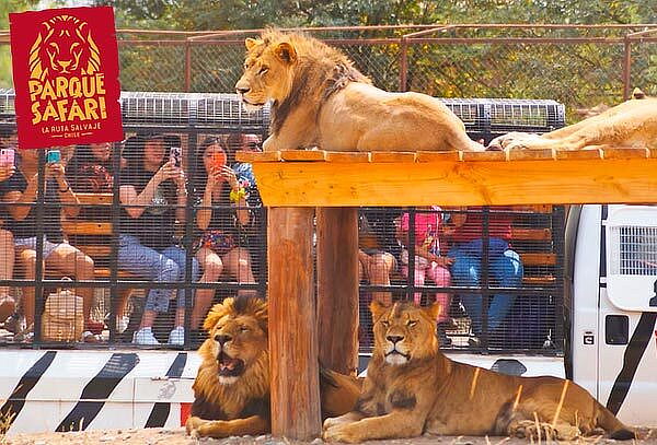 Entrada General+Safari Felinos+Herbívoros Martes a Domingo