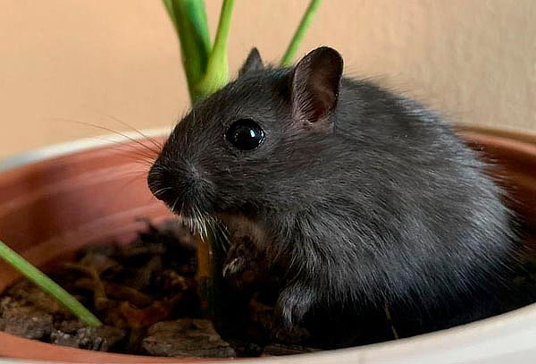 Selvaland:  Entrada General en Mall paseo San Bernardo 