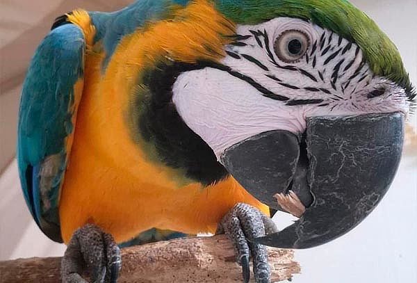 Selvaland:  Entrada General en Mall paseo San Bernardo 