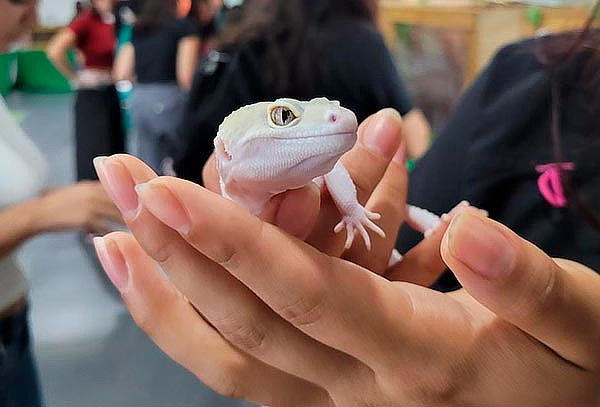Selvaland:  Entrada General en Mall paseo San Bernardo 