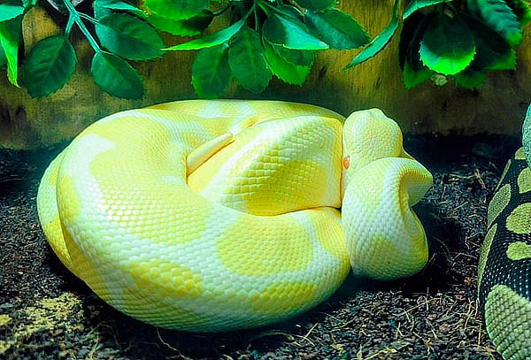 Selvaland:  Entrada General en Mall paseo San Bernardo 