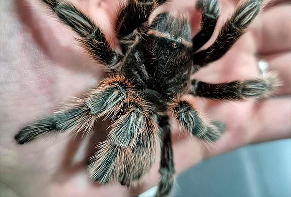 Selvaland:  Entrada General en Mall paseo San Bernardo 