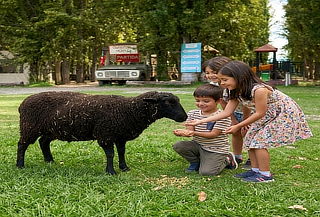  Entrada Arca del Pequen + Pack Juegos 