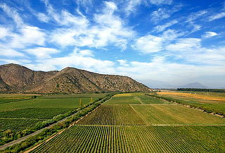 Degustación de Aceites de Oliva en Viña Terramater
