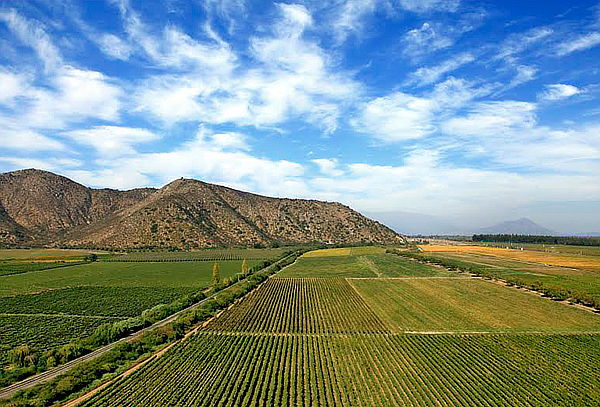 Degustación de Aceites de Oliva en Viña Terramater