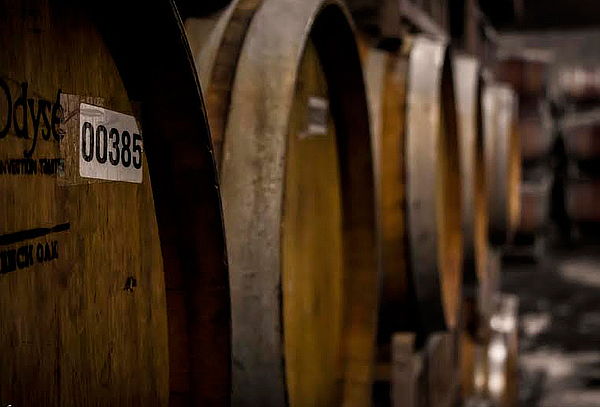 Degustación de Aceites de Oliva en Viña Terramater