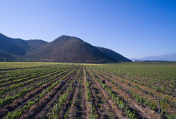 Degustación de Aceites de Oliva en Viña Terramater
