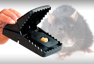 Efectiva Trampa para Ratones