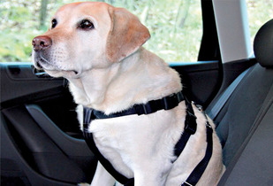Cinturón de seguridad para perro
