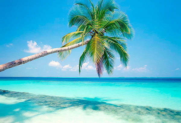 Punta Cana Todo Incluido, Disfruta una Escapada Paradisíaca!