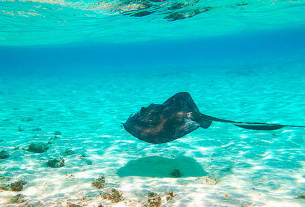 Resultado de imagen para mantarrayas san andres