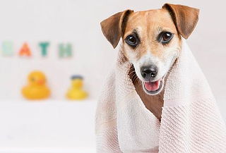 Spa Baño y Peluquería Para Perros y Gatos + Obsequio