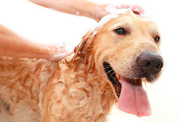 Spa, Baño y Peluqueria para Mascotas 