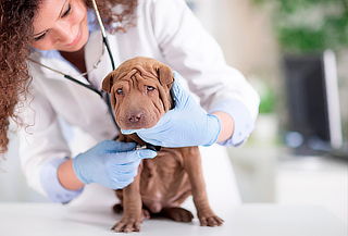 Paquete de Servicios Veterinarios Perro, Gato Cedritos