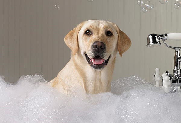 Baño Spa con Jacuzzi para Mascotas Pequeño, Mediano o Grande