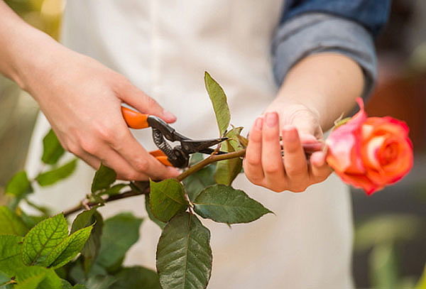 Curso Online De Floristería, Aprende a Crear Arreglos | Cuponatic