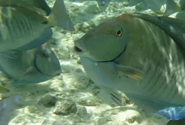 5 Tours a San Andres: Rocky Cay + Acuario y más 