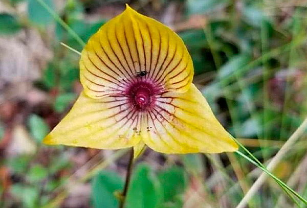 2x1 Caminata por la Calera y avistamiento de Orquídeas 