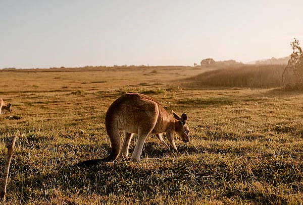 Tramite y Asesoría de Visa Australiana como Turista