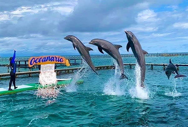 Isla De Barú Terrestre + Islas + Entrada al Oceanario