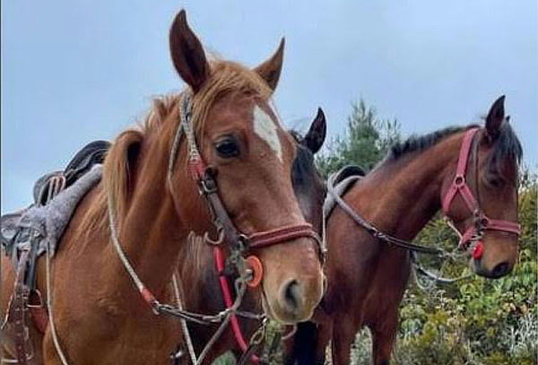 Cabalgata 2 Personas + Canelazo + Chori Criolla La Calera 