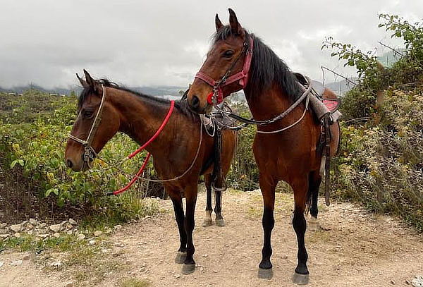 Cabalgata Para 2 + Canelazo + Parrillada - Vía La Calera.