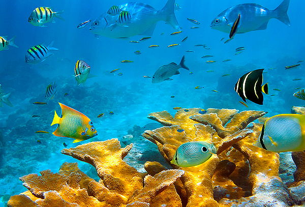 San Andrés: Ecotour Premium en Bote con Fondo de Vidrio