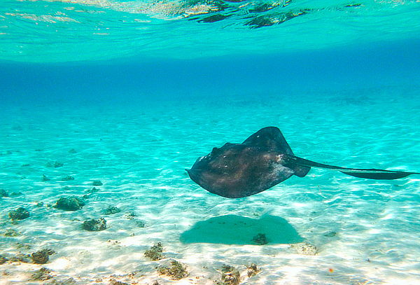 San Andrés: Ecotour Premium en Bote con Fondo de Vidrio