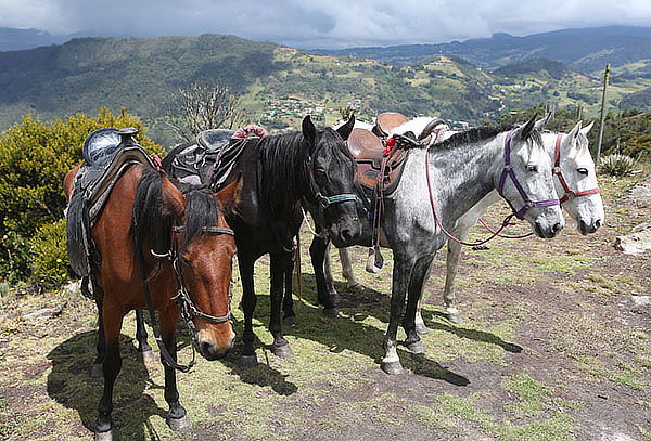 Plan Dúo - Cabalgata + Canelazo - Vía La Calera.