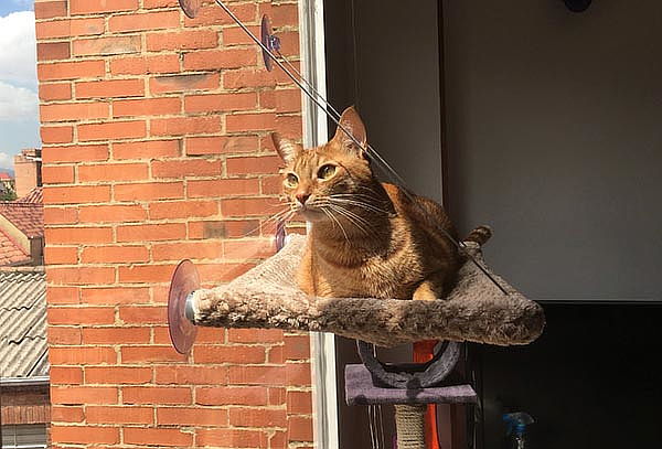 Hamaca de Ventana para Gatos a Domicilio