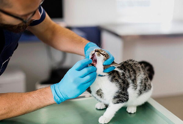 Consulta Odontológica Especializada para Perros y Gatos