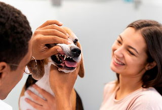 Consulta Odontológica Especializada para Perros y Gatos