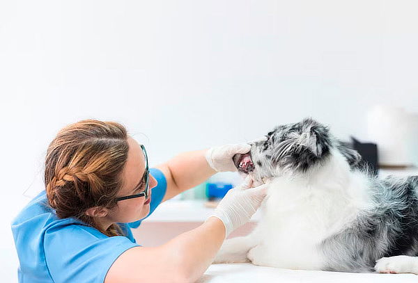 Consulta Odontológica Especializada para Perros y Gatos