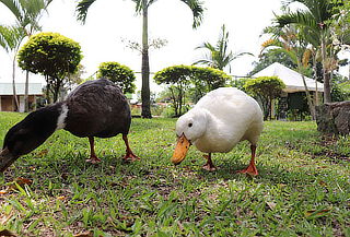 Ecoparque Chinauta, Ingreso, Ruta Ecológica, Zonas Húmedas 