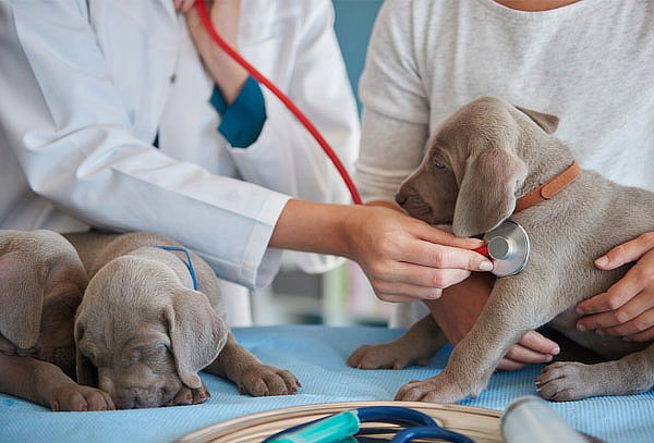 Consulta, Vacunación y Desparasitación para Perros y Gatos 