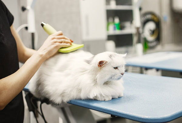 Spa, Baño y Peluquería Felina en la Floresta
