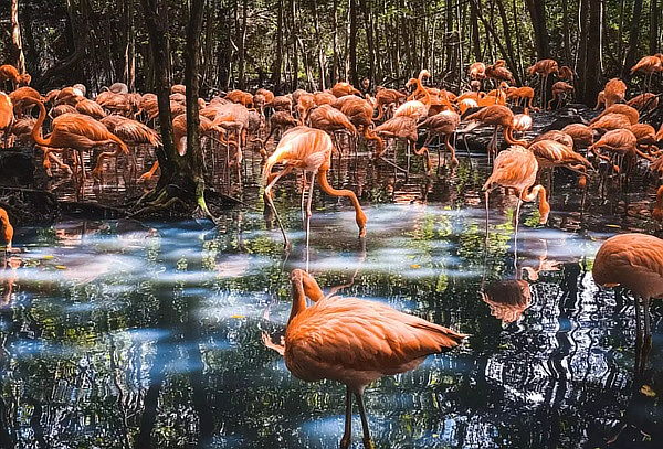 Visita 2x1 Acuario + Aviario + Almuerzo Típico