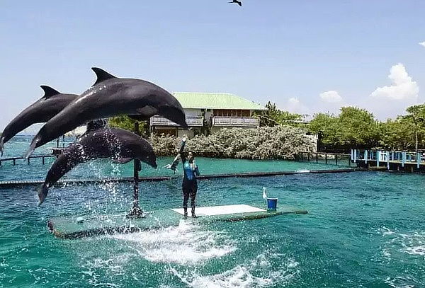 Visita 2x1 Acuario + Aviario + Almuerzo Típico