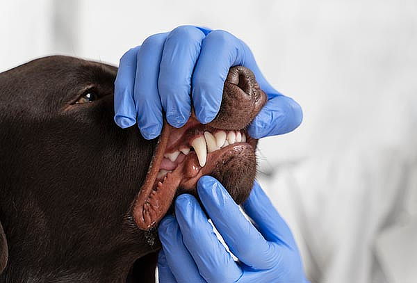Profilaxis sin Anestesia Perros + Exámenes  