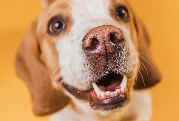 Profilaxis sin Anestesia Perros + Exámenes  