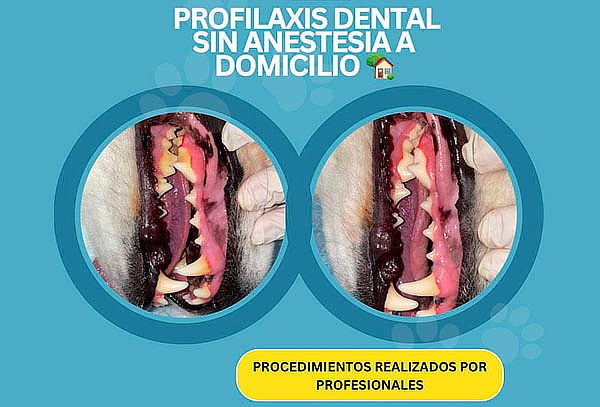 Profilaxis sin Anestesia Perros + Exámenes  
