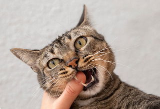 Profilaxis sin Anestesia Gatos + Exámenes  