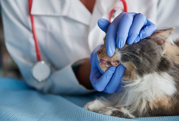 Profilaxis sin Anestesia Gatos + Exámenes  