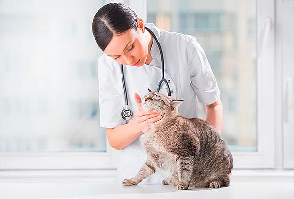 Consulta Médica para Gato o Perro a Domicilio en Bogotá.