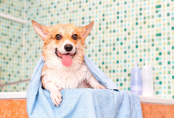 Baño para tu Mascota Tamaño a Elección  en Villas de Granada