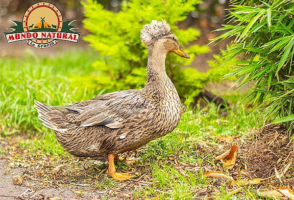 Combo 1: Entrada a la Granja Mundo Natural en Mundo Aventura