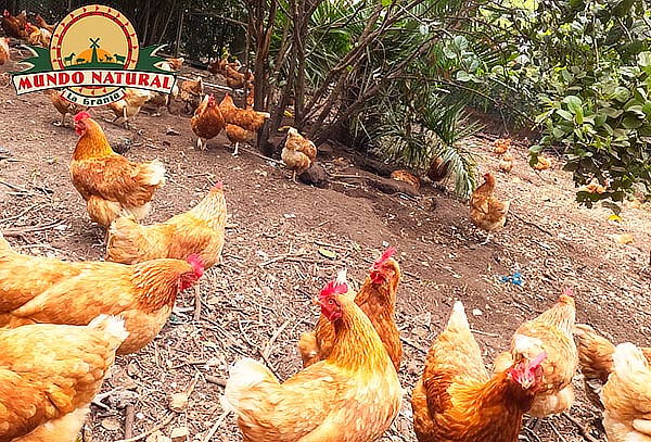 Combo 1: Entrada a la Granja Mundo Natural en Mundo Aventura