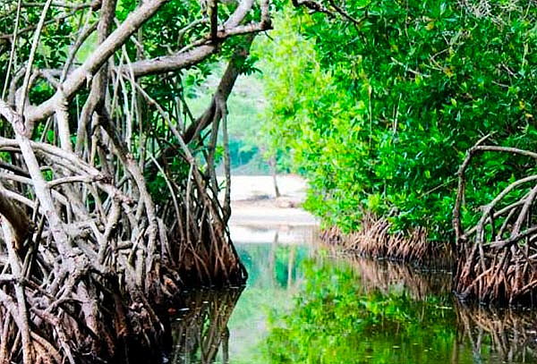 Cartagena: Tour Playa Tranquila + Manglares + Mapache 