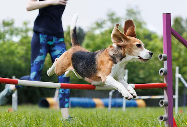 Mensualidad Escuela Canina: Aprende, Socializa y Obedece