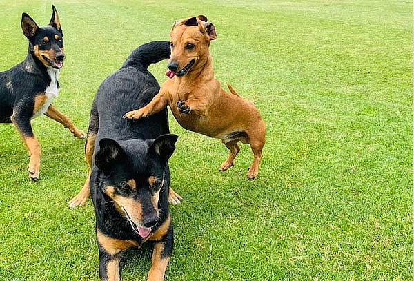 Día de Sol Canino + Actividades + Personal Especializado 